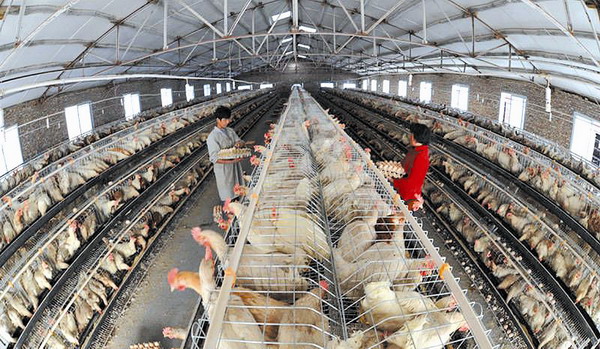 辟谣知识贴：规模化养殖鸡被“妖魔化”的真相
